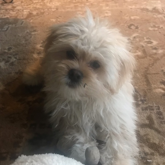 Meet your Posher, Lisa - Picture 4 of 8